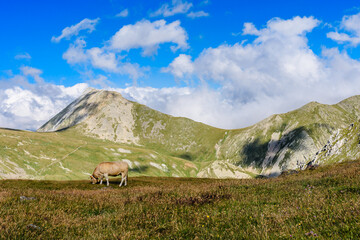 Fototapeta na wymiar Cows in the mountains (Catalan Pyrenees Mountains, Ulldeter, Spain)