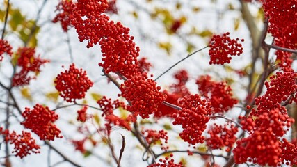 red rowan berries on branches without leaves on a blurred background - 475294524
