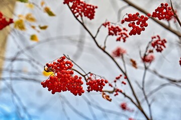 red rowan berries on branches without leaves on a blurred background - 475294562