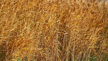 large dry grass for an attractive natural background