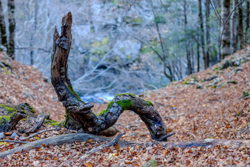 Fall forest in the Ordesa y Monte Perdido national park
