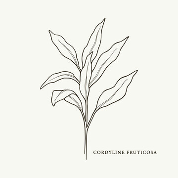 Hand Drawn Cordyline Fruticosa. Tropical Plant