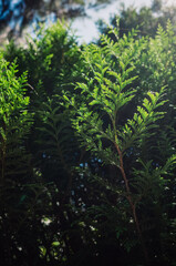 Evergreen tree