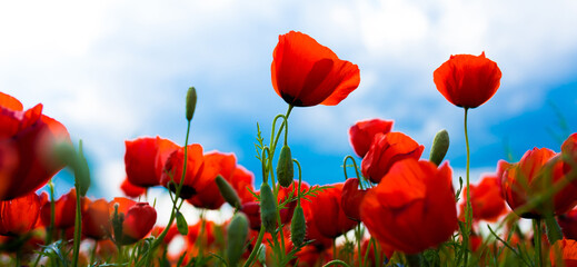 Obraz premium Spring, Field of poppy flowers against the blue sky with clouds. The concept of freshness of morning nature. Spring landscape of wildflowers. Beautiful landscape long banner.