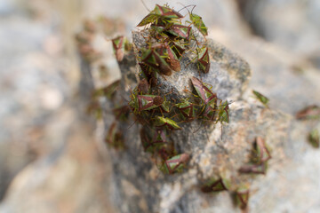 bugs on the stone