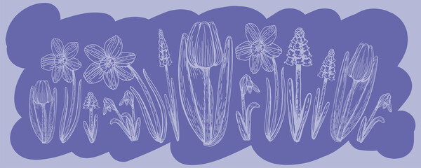 Botanical set of spring flowers line art. Hand drawn vector illustration. A simple sketch of a meadow tulip, daffodil, muscari, pussy willow, lily of the valley on a colored background is very peri.