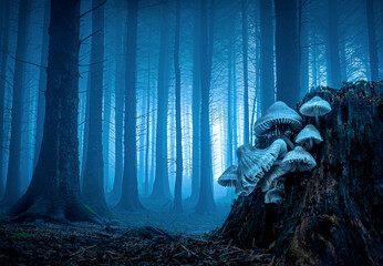 Blue Misty Forest View with Mushrooms