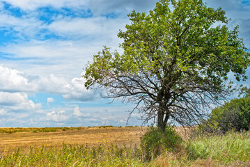 Fototapeta premium tree in the field