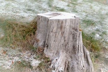 Tree stump with frost