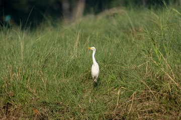 Obraz premium Egret Walking in Tall Grass