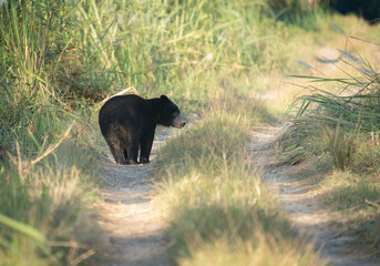 Sloth Bear on Dirt Road