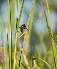 Stonechat Flying from Grass Stem