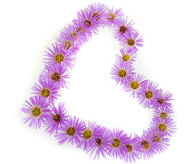 Heart symbol made of violet flowers and chamomile isolated on white background. Flat lay. Top view