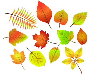 Fototapeta na wymiar Set of Beautiful Autumn Leaves Color Vector on White Baground