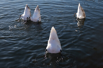 Swan and cynets looking for food in the river Thames