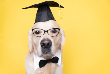 A dog in a graduate costume. A golden retriever in a black graduation hat and glasses sits on a...