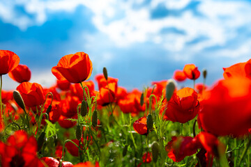 Spring, Field of poppy flowers against the blue sky with clouds. The concept of freshness of morning nature. Spring landscape of wildflowers. Beautiful landscape long banner.
