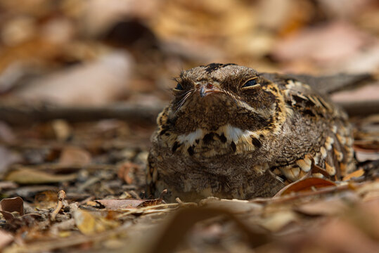 Indian And Large Tailed Nightjar