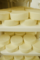 CHEESE AND MILK FACTORY. High quality photo