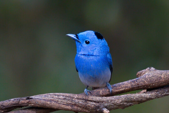 Small Cute Blue Bird