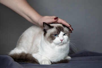 Portrait of ragdoll with blue eyes in perfect shape, which is stroked by hostess on set in the...