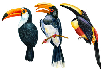 Tropical birds set, toucan watercolor illustration isolated on white background © Hanna