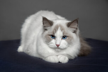 Bright color of eyes is demonstrated by ragdoll cat in studio. Pedigreed cats. Exhibition...