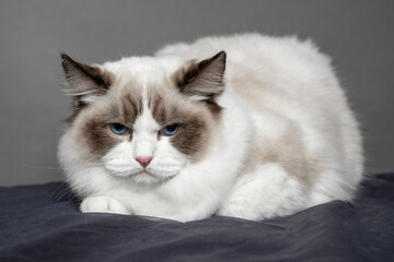 Fototapeta premium Long-haired ragdoll cat with blue eyes on set in studio. Pedigreed cats. Exhibition condition. Pet care products. Maintenance and breeding . Pet grooming.Blue-eyed cats.