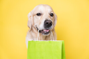 Cute golden retriever dog holding a green paper shopping bag in his teeth while sitting on a yellow...