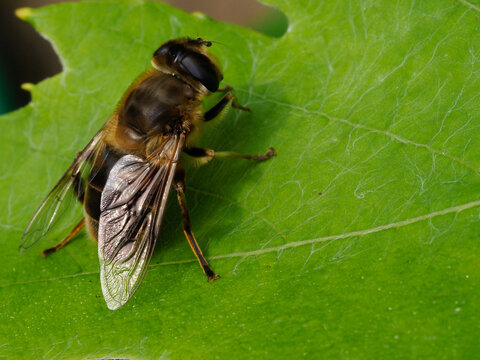 macro picture of a hoverfly resting on a vine leaf