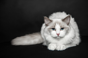 Very expressive blue eyes are shown by white fluffy ragdoll from studio on shoot. Pedigreed cats. Exhibition condition. Pet care products. Maintenance and breeding . Blue-eyed cats.