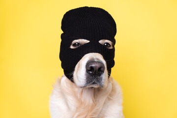 A dog in a mask of a robber or a criminal. Golden retriever sits on a yellow background in a black...
