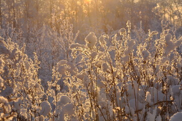 Beautiful landscape in winter forest in sunlight
