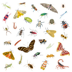 Vector set of various insects. Isolated object of beetle,fly,butterflies,bees,dragonfly etc.Flat insects icons set.