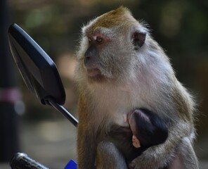 Mother macaque monkey looking in the mirror of a motorbike in Malaysia