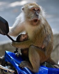 Surprised macaque monkey feeding her baby on a motorbike