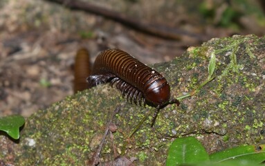 Large brown millipede crawling on a rock in the jungle