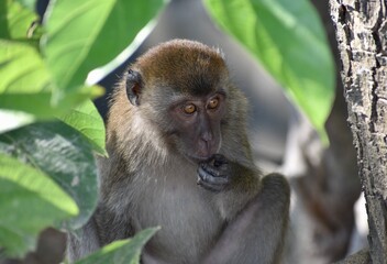 Macaque monkey eating something in the jungle