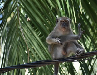 Cute macaque monkey sitting on a wire in the jungle
