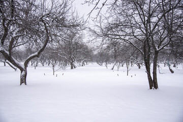 Monochrome winter landscape. Black trees on white snow.