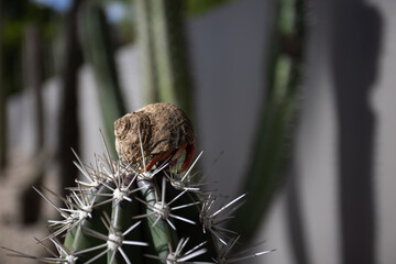 Small hermit crab in a shell is sitting on the top of the cactus.