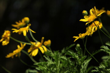 margaritas amarillas en la oscuridad