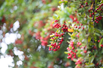 Close-up on red berries on bush