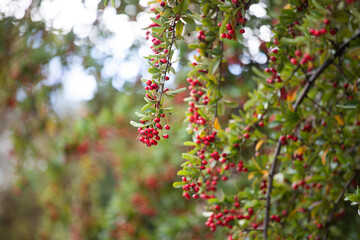 Close-up on red berries on bush