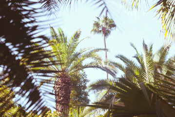 Obraz na płótnie Canvas Tropical palm trees in vntage style.
