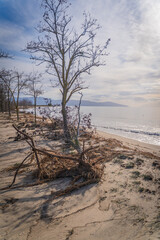 uprooted tree at the beach from big sea waves