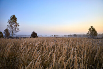 Sunrise over the field