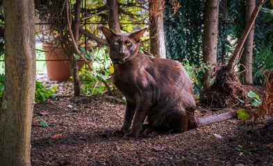 Brown oriental shorthair cat looking at camera