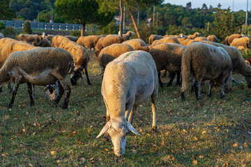 Obraz na płótnie Canvas Picture of white lamb grazing with the flock in the background. Funny sheeps in the countryside