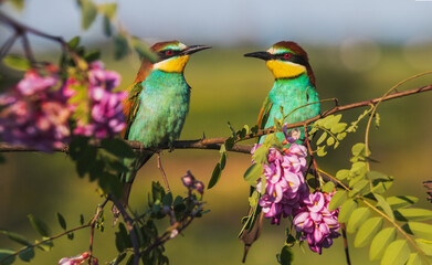 colorful birds look at each other
